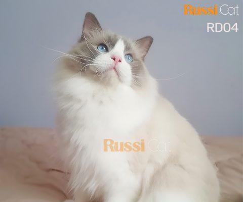 Mèo Ragdoll nhập Nga mắt siêu đẹp