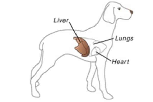 Bệnh viêm gan ở chó