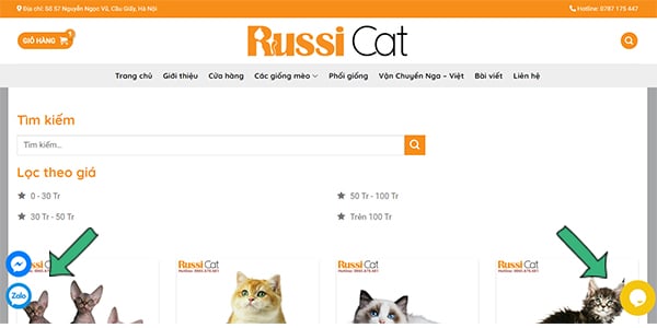 Cách mua mèo nhập Nga tại RussiCat