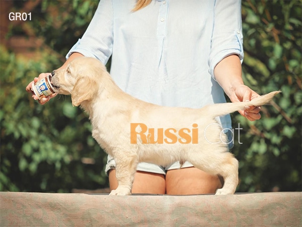 Chó Golden Retriever nhập Nga