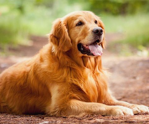 Chó Golden retriever - đặc điểm, nguồn gốc, nơi mua và nơi bán