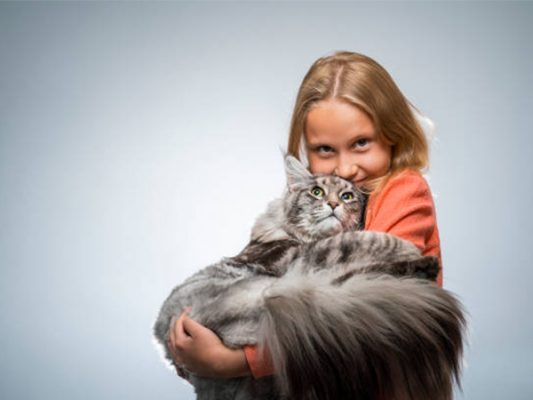 Giá mèo maine coon nhập