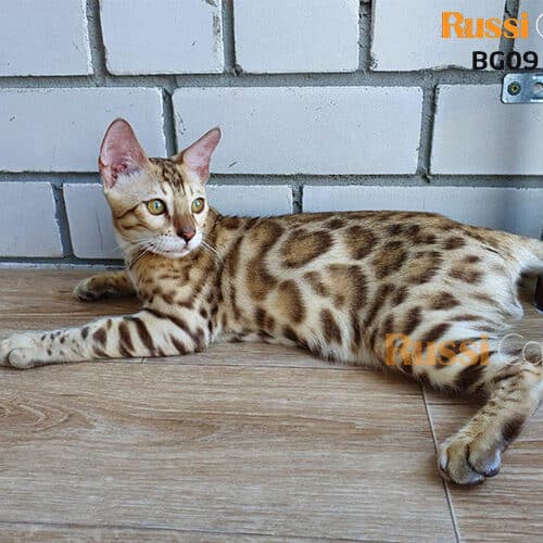  Mèo Bengal đực siêu đẹp