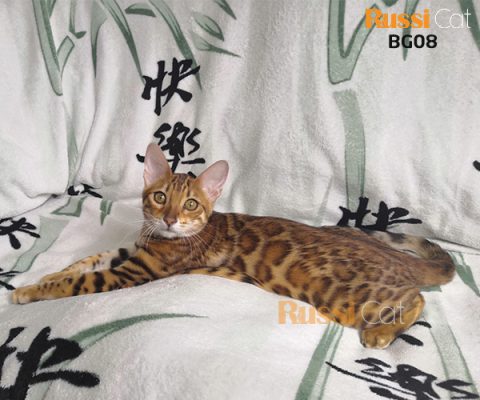 Mèo Bengal siêu đẹp nhập Nga