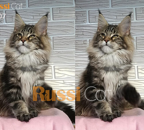 Mèo Maine Coon siêu đẹp nhập Nga