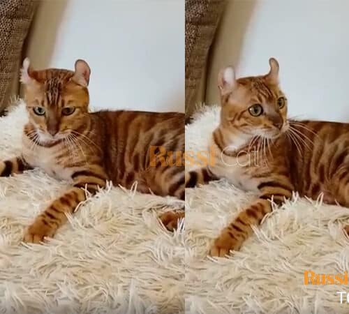 Mèo Toyger vằn rõ nét siêu độc đáo