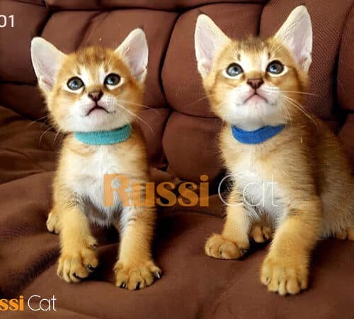 Mèo chausie - mèo rừng Ai Cập siêu đẹp