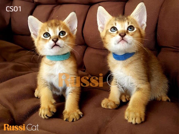 Mèo chausie - mèo rừng Ai Cập siêu đẹp