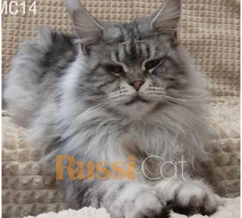 Mèo maine coon - mèo Mỹ lông dài nhập Nga siêu đẹp