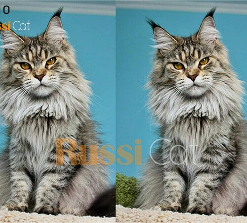 Mèo maine coon - mèo Mỹ lông dài siêu đẹp