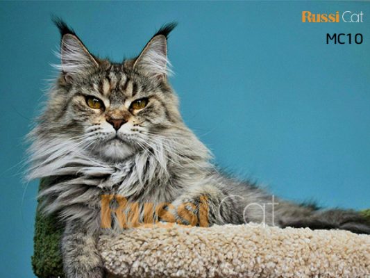 Mèo maine coon - mèo Mỹ lông dài siêu đẹp