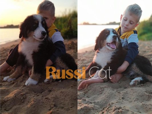 Mua chó Burnese đẹp nhập Nga tại Russicat