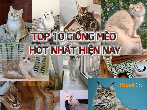 TOP 10 giống mèo hot nhất hiện nay