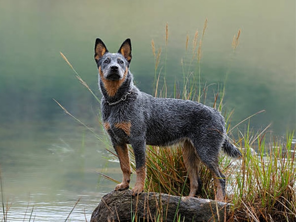 Australian cattle dog - top 10 giống chó thông minh nhất