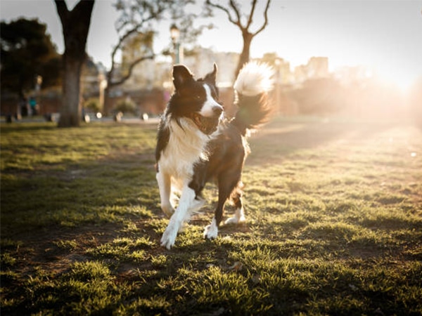 Border Collie - top 10 giống chó thông minh nhất thế giới