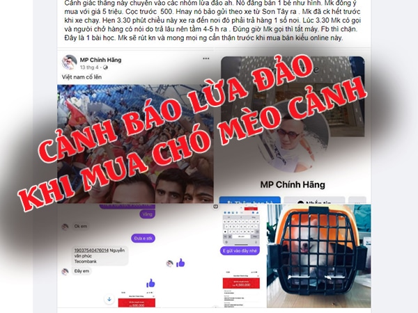 Cảnh báo lừa đảo khi mua chó mèo cảnh