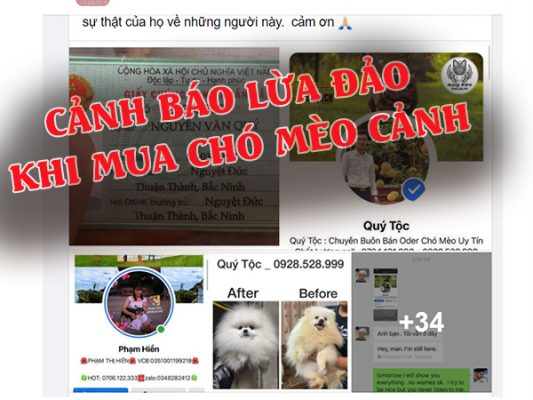 Cảnh báo lừa đảo khi mua chó mèo cảnh