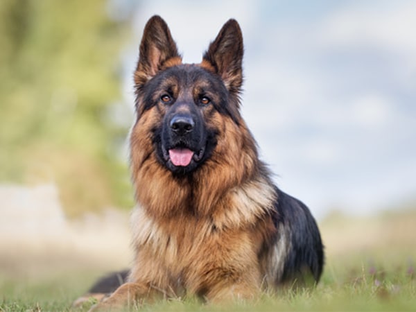 Chó German shepherd dog - becgie Đức