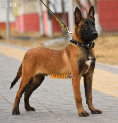 Chó Malinois (Béc Bỉ) nhập Nga