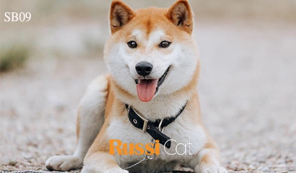 Chó Shiba nhập Nga đạt giải Champion