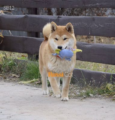 Chó shiba inu nhập Nga siêu đẹp