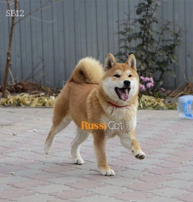 Chó shiba inu nhập Nga siêu đẹp