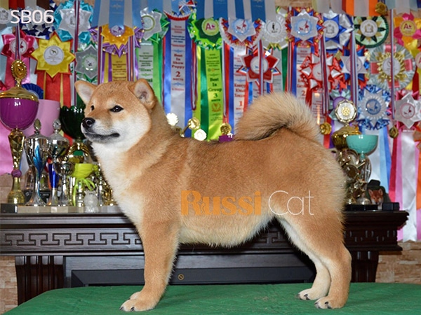 Chó shiba nhập Nga