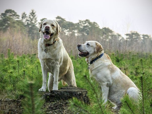 Labrador - top 10 giống chó thông minh nhất thế giới