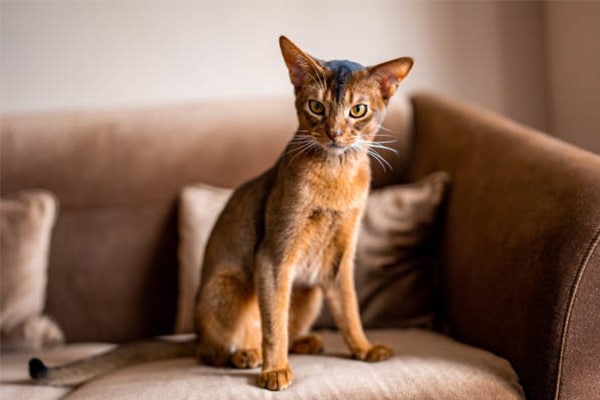 Mèo Abyssinian - Top 10 những giống mèo thông minh nhất thế giới