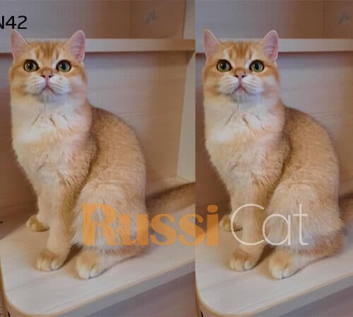 Mèo Anh lông ngắn nhập Nga siêu đẹp