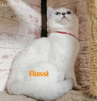 Mèo Anh lông ngắn nhập Nga