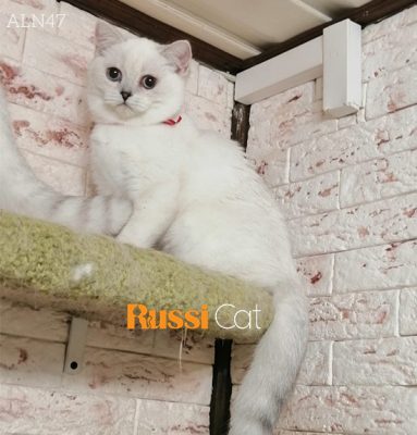 Mèo Anh lông ngắn nhập Nga