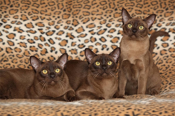 Mèo Burmese - Top 10 những giống mèo thông minh nhất thế giới