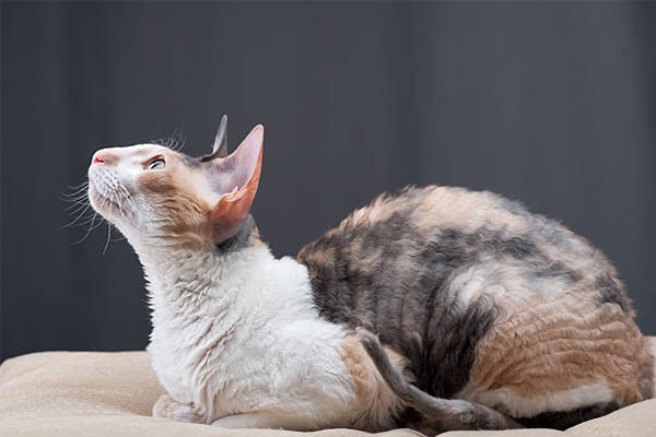 Mèo Cornish Rex- Top 10 những giống mèo thông minh nhất thế giới