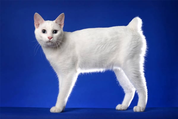 Mèo Japanese Bobtail - Top 10 những giống mèo thông minh nhất thế giới