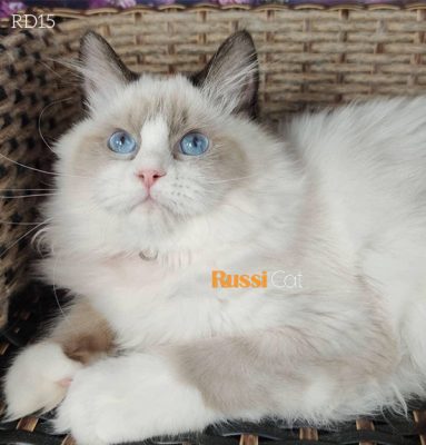 Mèo Ragdoll nhập Nga, cái 5 tháng