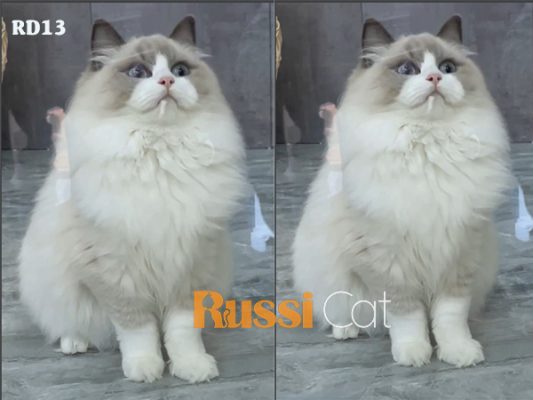 Mèo Ragdoll nhập Nga, cái