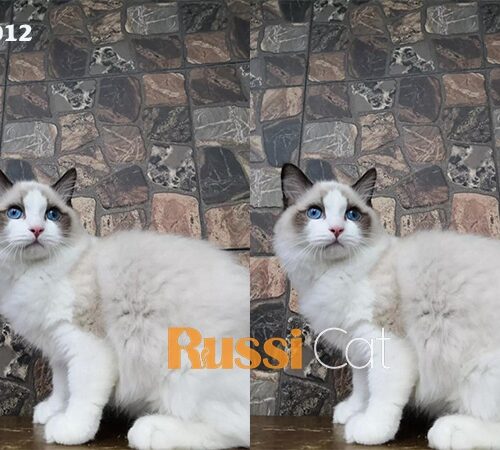 Mèo Ragdoll nhập Nga, đực siêu đẹp