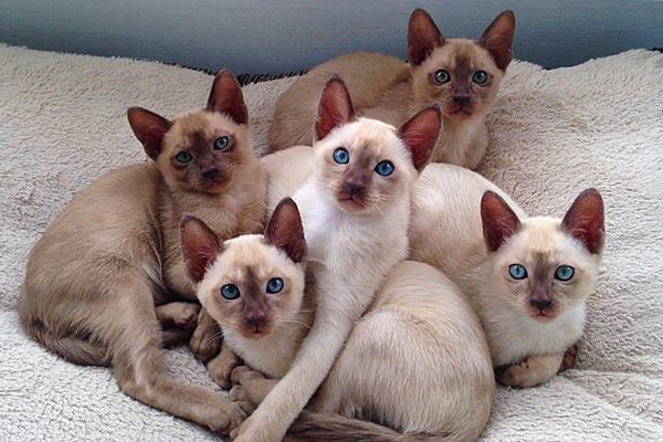 Mèo Tonkinese - Top 10 những giống mèo thông minh nhất thế giới