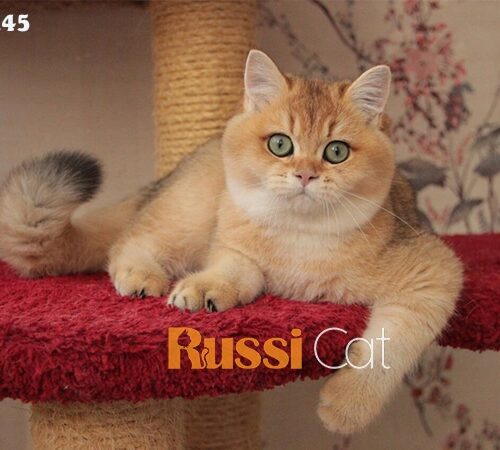Mèo aln golden ny12 nhập Nga siêu đẹp