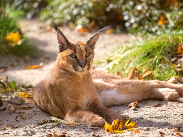 Mèo caracal - sự thật thú vị