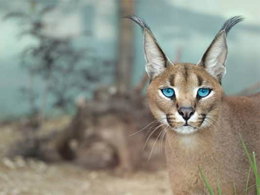 Mèo caracal - sự thật thú vị