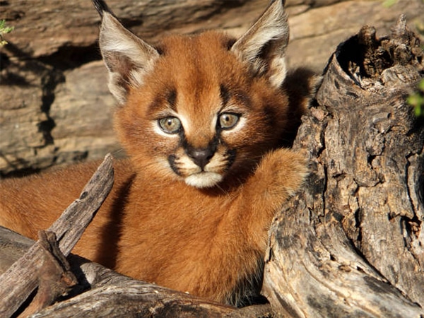 Mèo caracal - sự thật thú vị