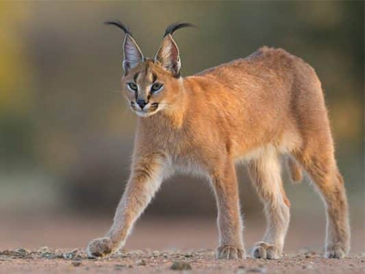 Mèo caracal - sự thật thú vị