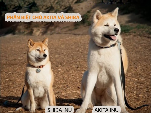 Phân biệt chó shiba và akita