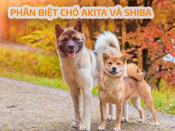 Phân biệt chó shiba và akita