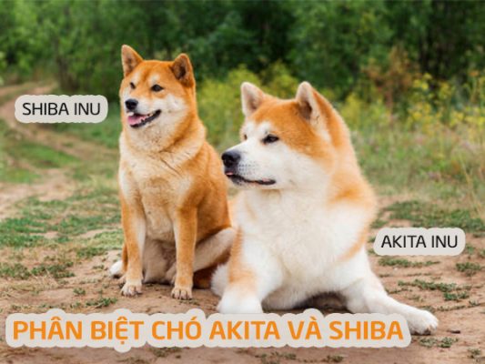 phân biệt chó shiba và akita