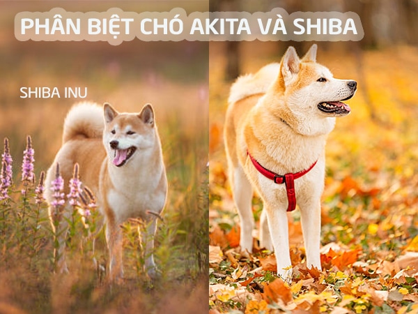 Phân biệt chó shiba và akita