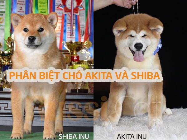 Phân biệt chó shiba và akita