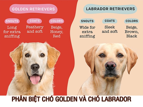 Phân biệt chó Labrador và chó Golden retriever